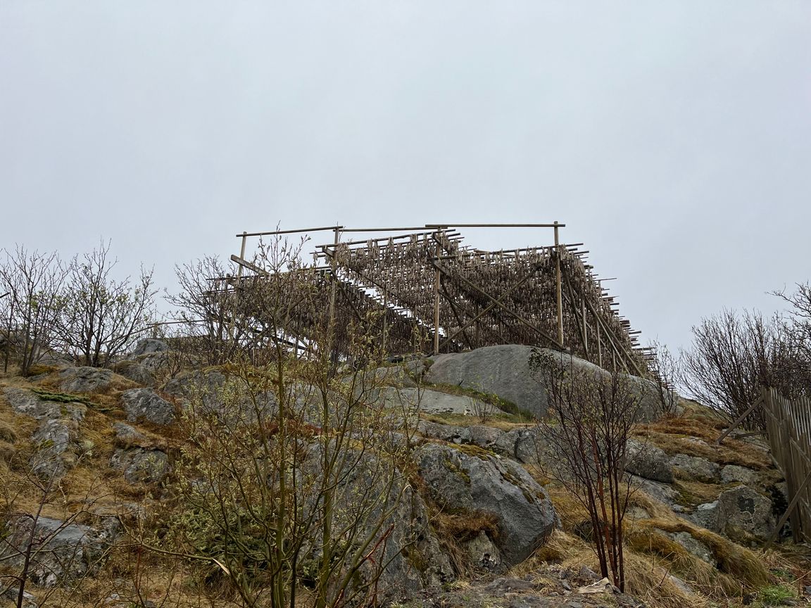 Cod drying on racks on a rocky hill