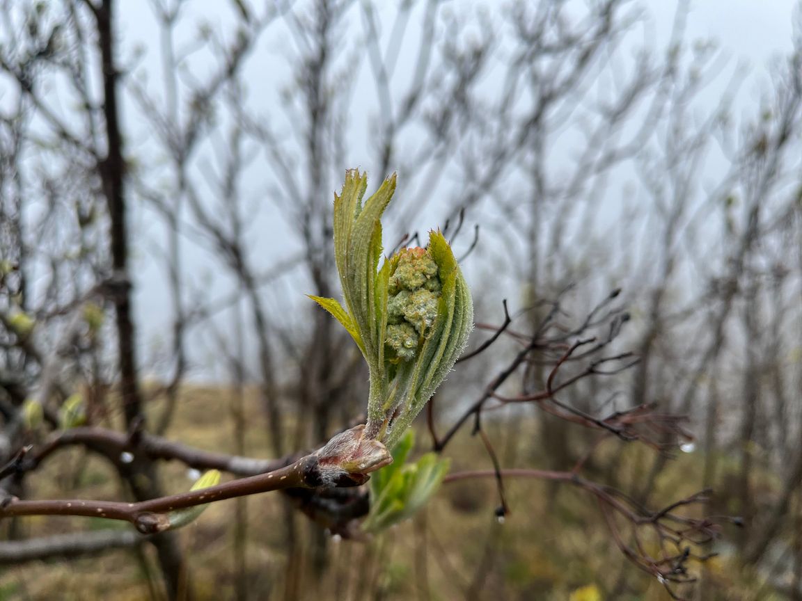 Closeup of budding, dewy leaves